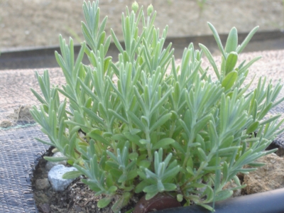 Nana lavender growing 18 days after pruning