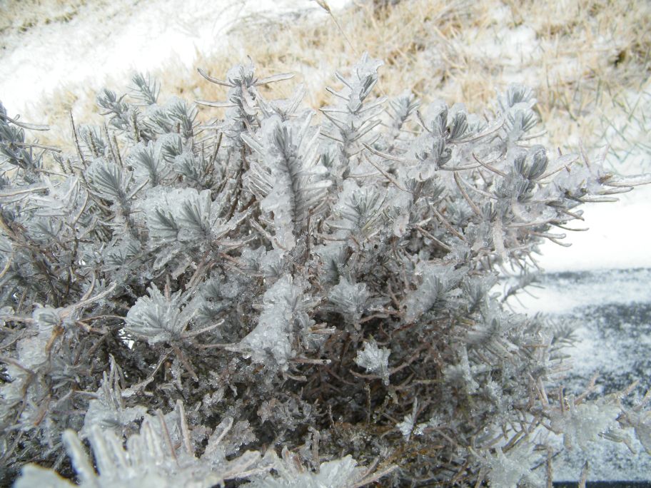 Severe ice storm damage to lavender at Peaceful Acres Lavender Farm