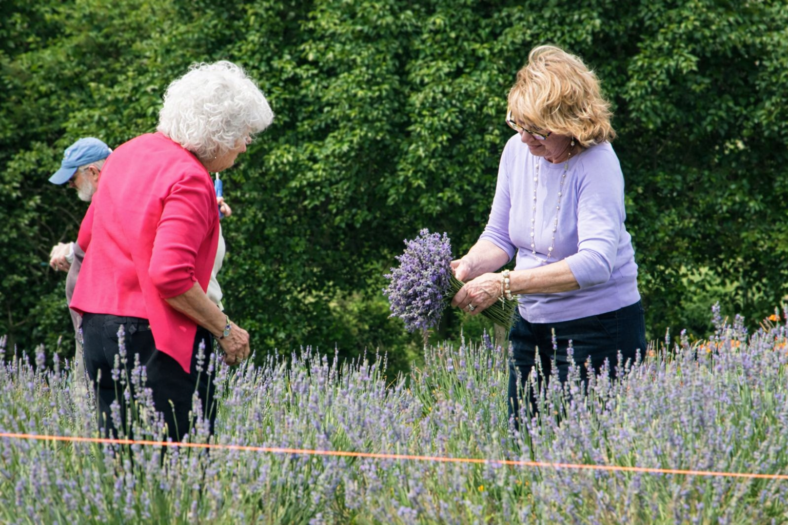 U-pick lavender bundles at Peaceful Acres Lavender Farm