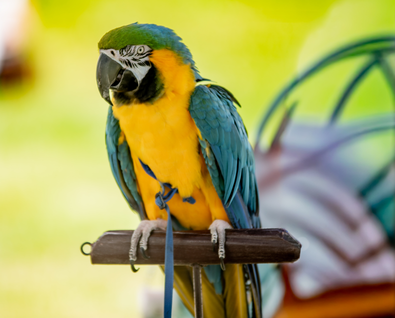 Blue and yellow parrot rescue bird at festival