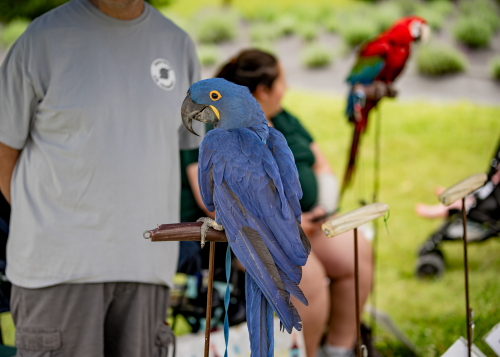 Bird rescue exhibit at the festival