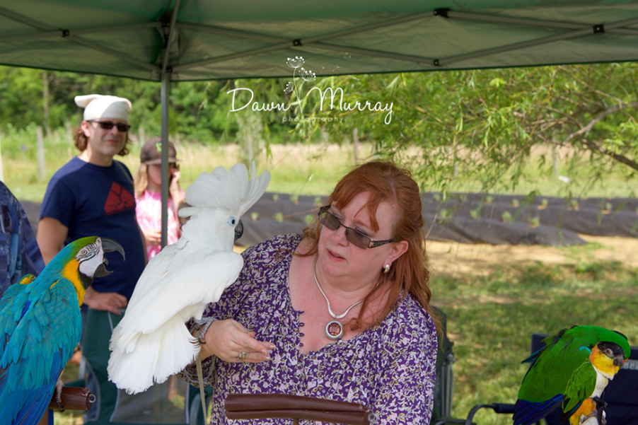 Parrot rescue educational exhibit at the lavender festival