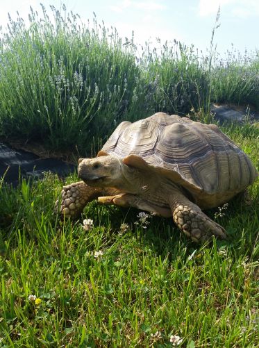 Tortoise in lavender fields during the festival