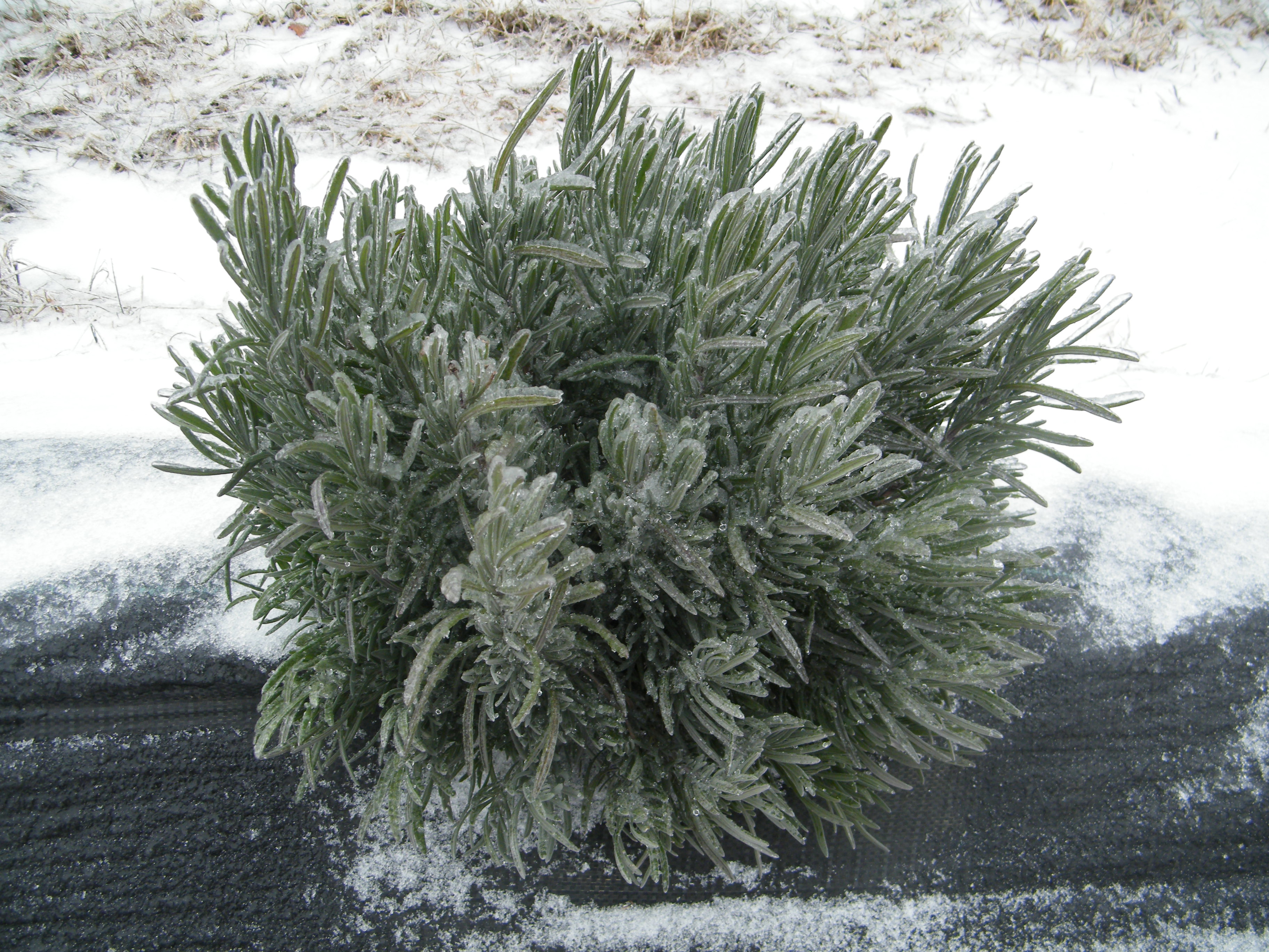 Lavender ice storm damage, branch dieback
