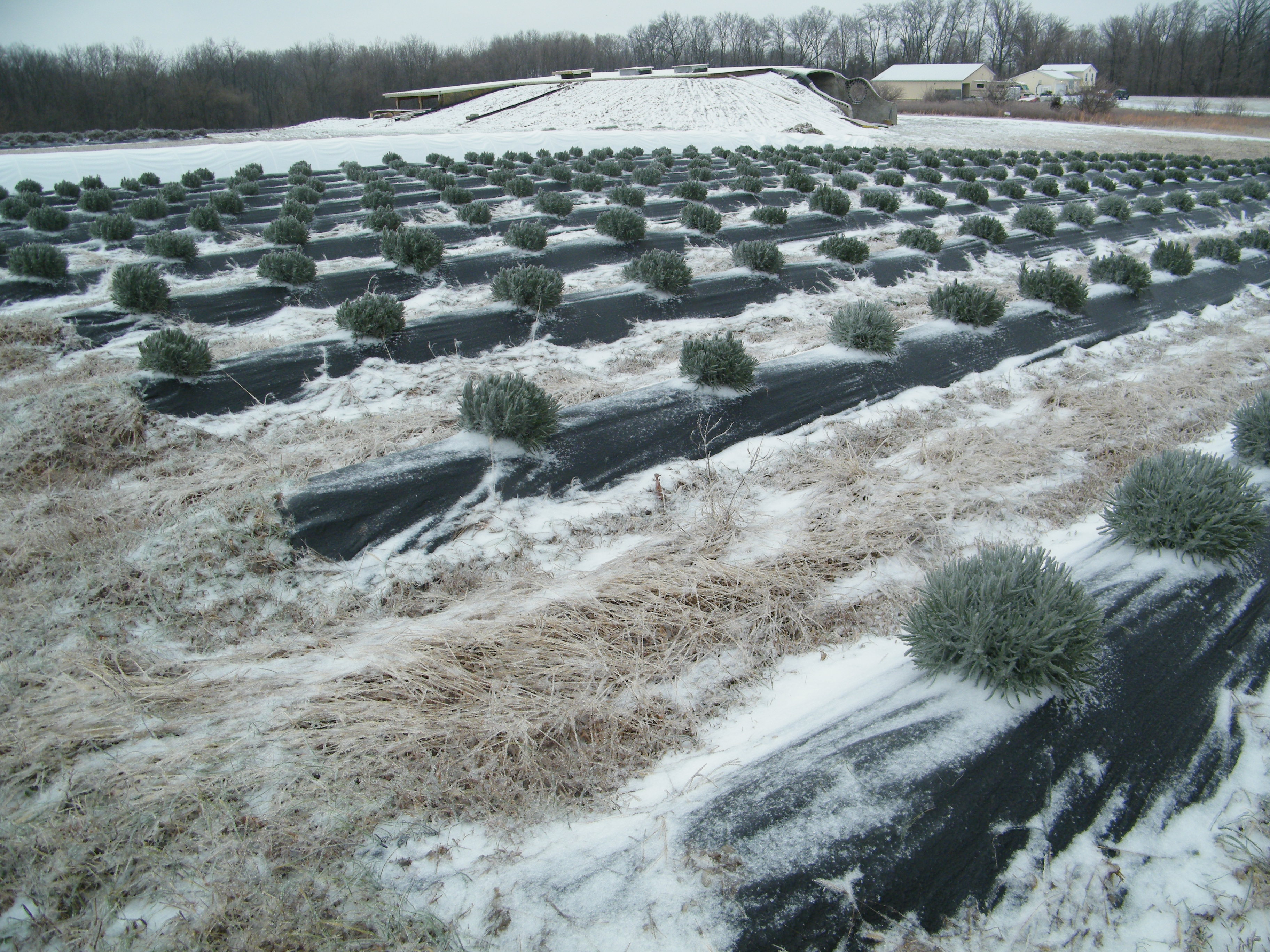 Lavender ice storm damage close-up