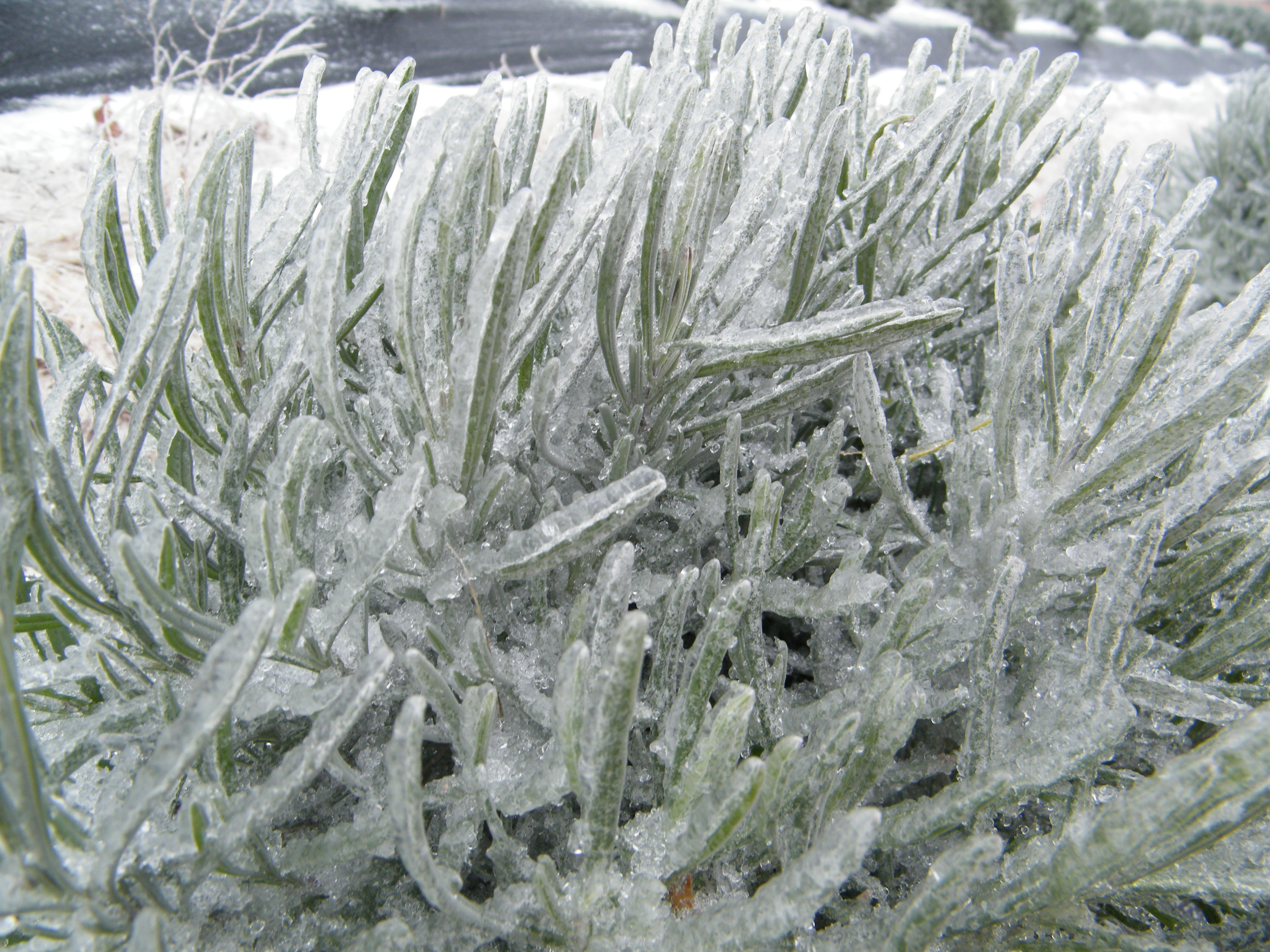 Lavender ice storm damage, field view