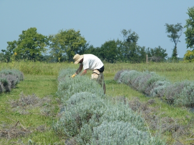Mature hedge spring pruning, 5th year at Peaceful Acres Lavender Farm