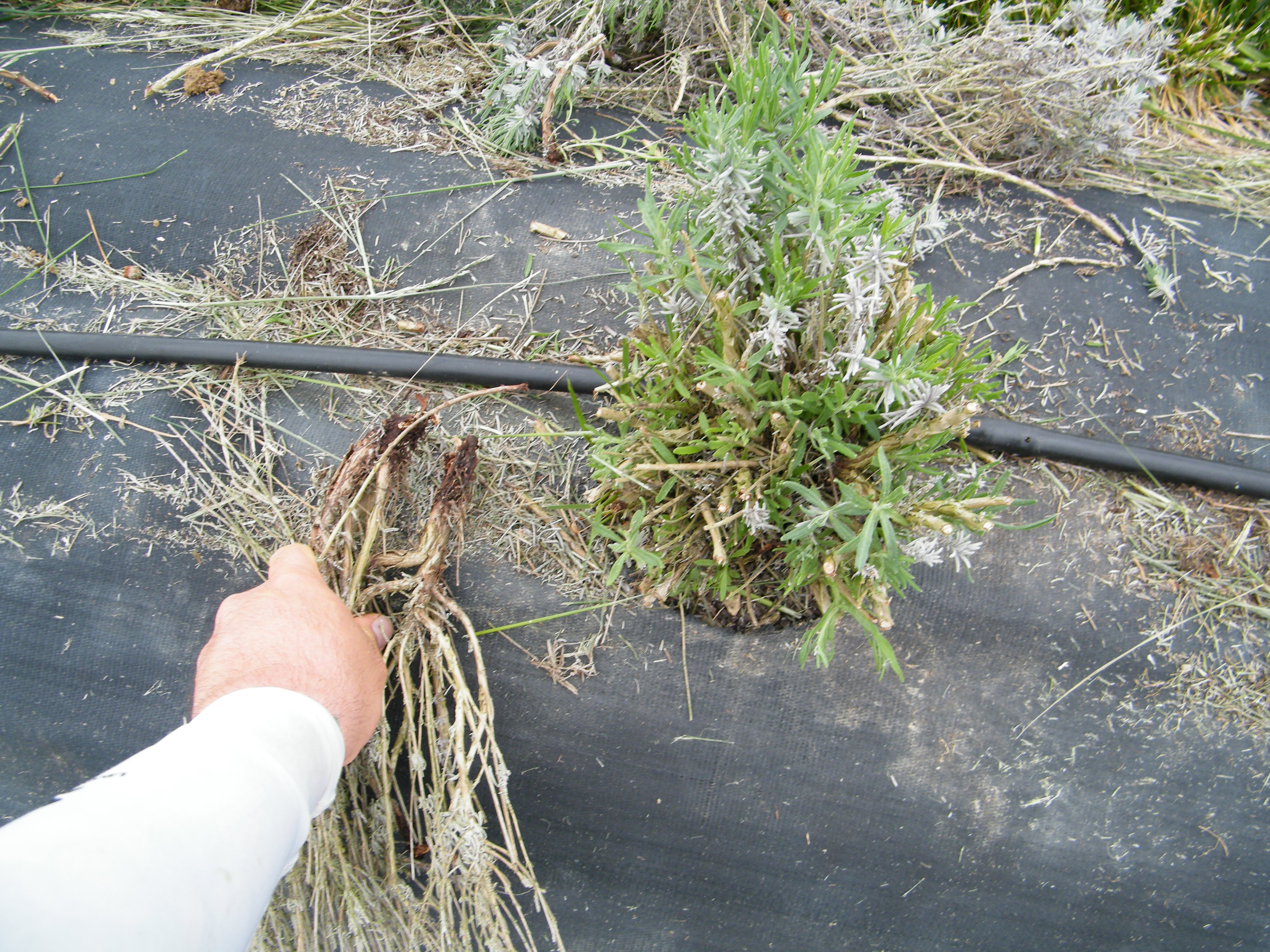 Mature dead pruning with fresh growth emerging