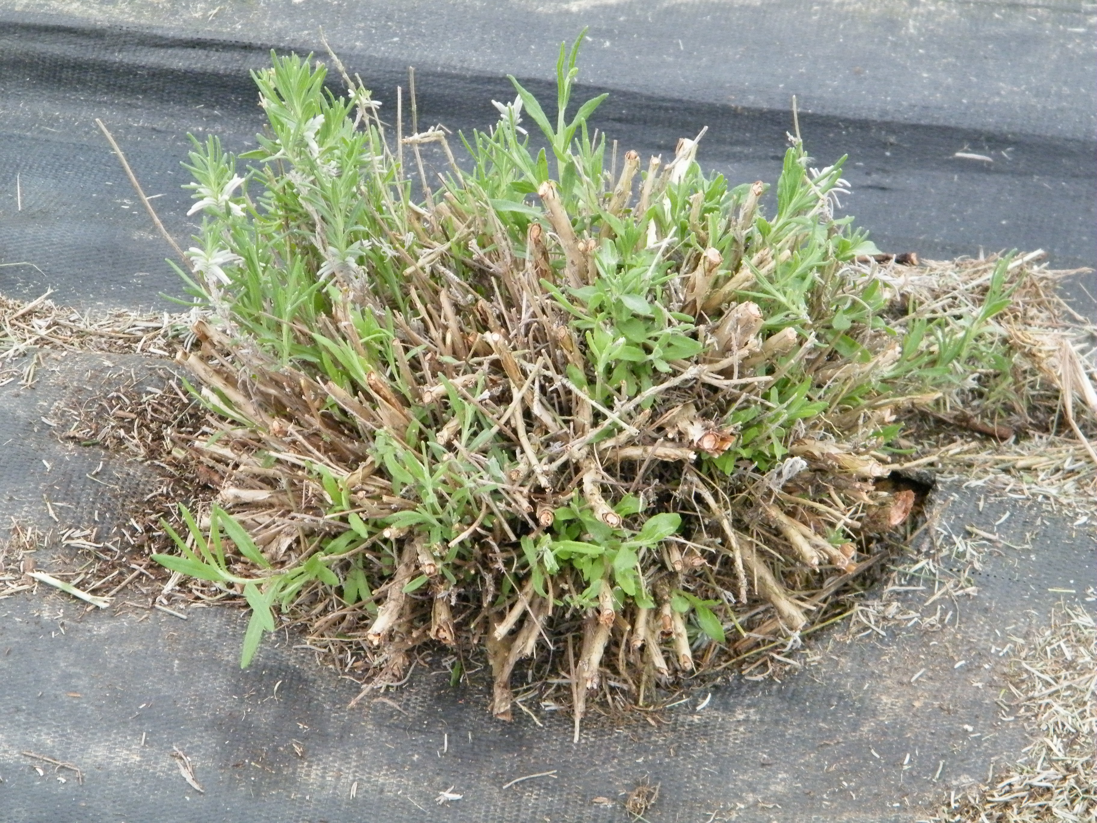 Pruned mature lavender with fresh growth at Peaceful Acres