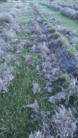After dead branch pruning, Peaceful Acres Lavender Farm, 2014