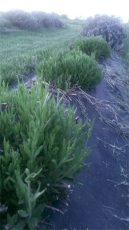 Lavender recovery growth after pruning, Peaceful Acres, 2014