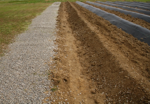 Lavender planting at Peaceful Acres Lavender Farm, 2011