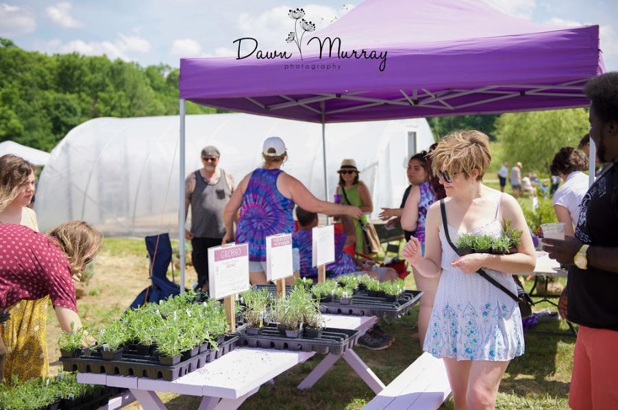 Lavender plants for sale at Peaceful Acres Lavender Farm