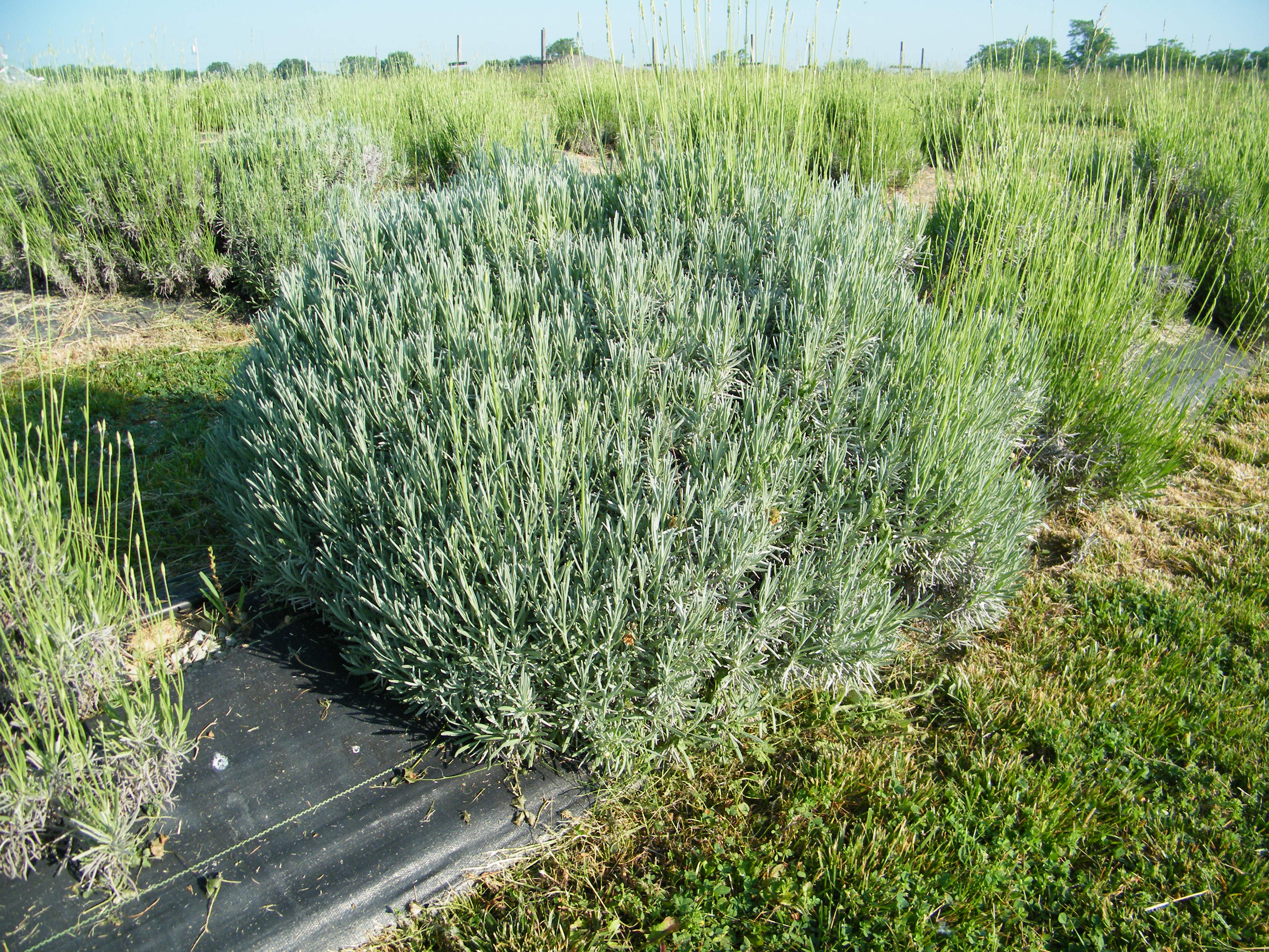 Large mature Munstead lavender at Peaceful Acres Lavender Farm