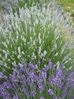 Munstead lavender growing at Peaceful Acres Lavender Farm