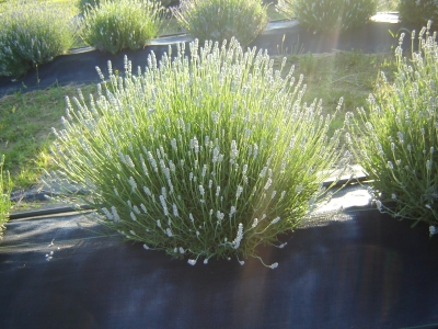 Rosea pink lavender growing at Peaceful Acres Lavender Farm