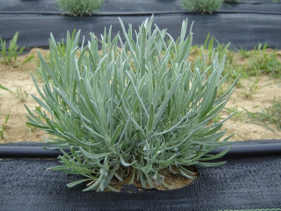 Twickle Purple lavender growing at Peaceful Acres Lavender Farm