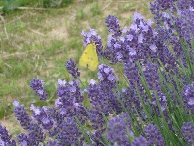 Lady lavender growing at Peaceful Acres Lavender Farm