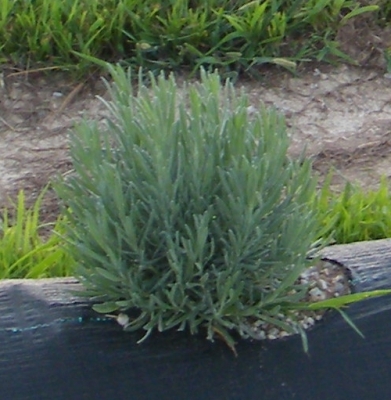 Dutch lavandin growing at Peaceful Acres Lavender Farm