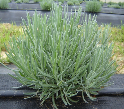 Grosso lavandin growing at Peaceful Acres Lavender Farm