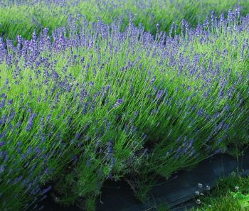 Nana dwarf white lavender growing at Peaceful Acres Lavender Farm