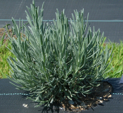 Provence lavandin growing at Peaceful Acres Lavender Farm